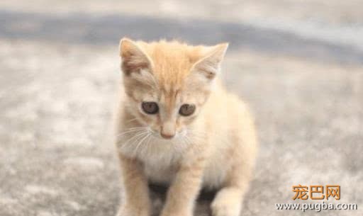 美女为养橘猫，骗父母长不大，半年后，父母直接崩溃了！-2.jpeg