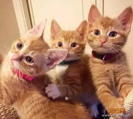 美女为养橘猫，骗父母长不大，半年后，父母直接崩溃了！-1.jpeg
