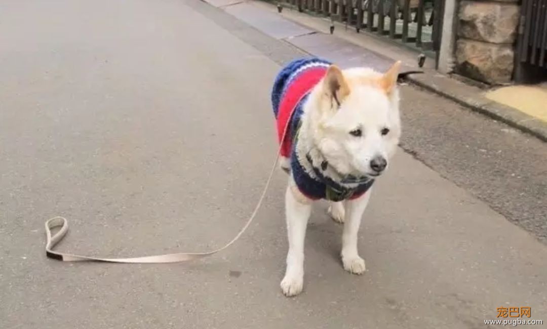 碰瓷党盯上了狗狗，警方提醒，家里养狗的都要注意防范！-7.jpeg