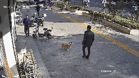 碰瓷党盯上了狗狗，警方提醒，家里养狗的都要注意防范！-8.gif