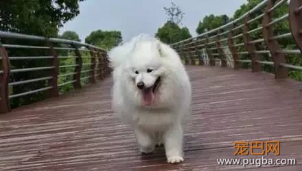 下雨天，如果你带了你家狗去遛弯……-1.jpeg