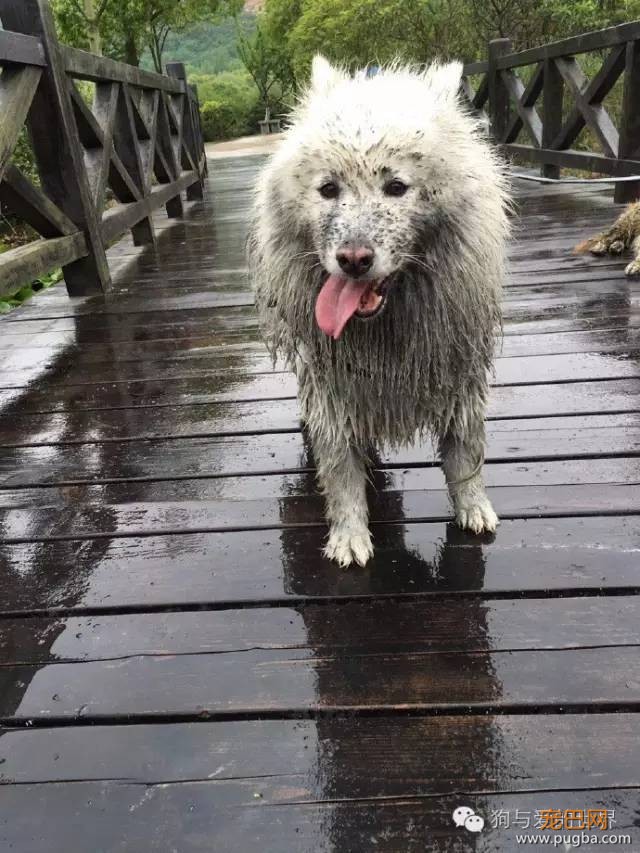 下雨天，如果你带了你家狗去遛弯……-3.jpeg