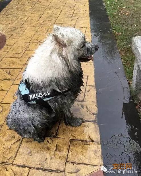 下雨天，如果你带了你家狗去遛弯……-6.jpeg
