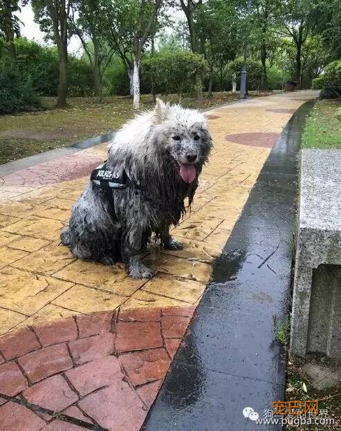下雨天，如果你带了你家狗去遛弯……-5.jpeg