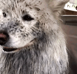 下雨天，如果你带了你家狗去遛弯……-9.gif