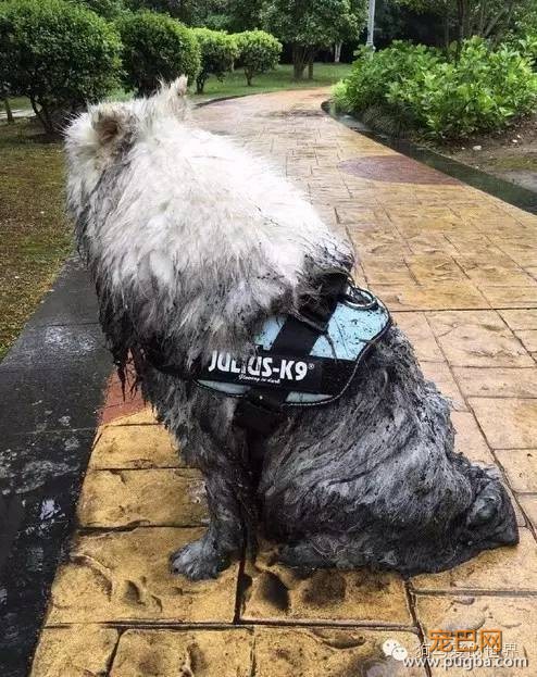 下雨天，如果你带了你家狗去遛弯……-7.jpeg