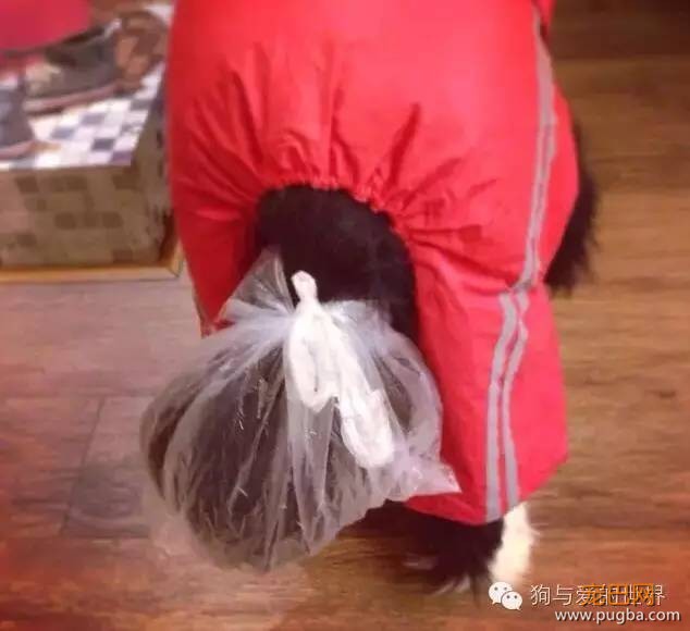 下雨天，如果你带了你家狗去遛弯……-12.jpeg