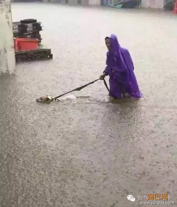 下雨天，如果你带了你家狗去遛弯……-16.jpeg