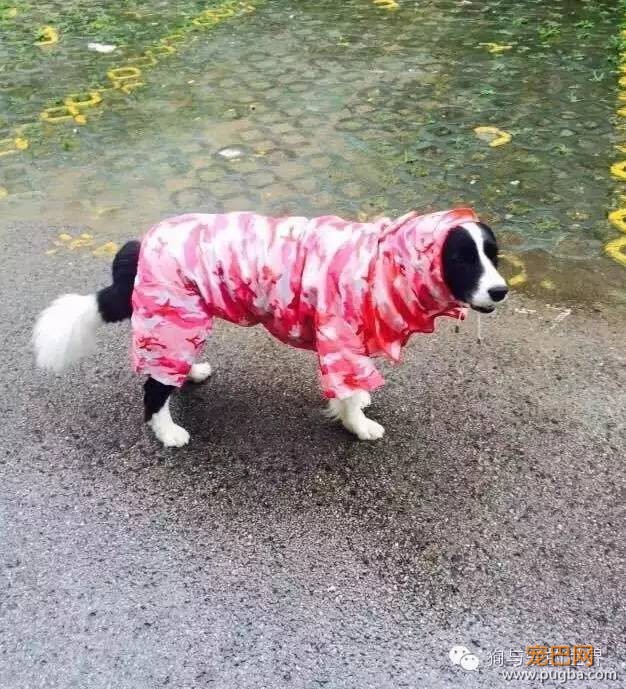 下雨天，如果你带了你家狗去遛弯……-15.jpeg