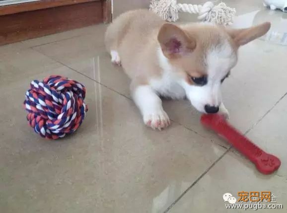 为什么狗狗会疯狂的撕咬东西呢？-1.jpeg