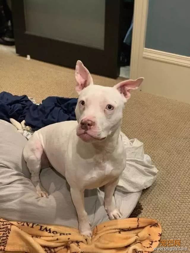 宠主领养比特犬，每天晚上都被它盯着，得知原因很是心痛！-1.jpeg