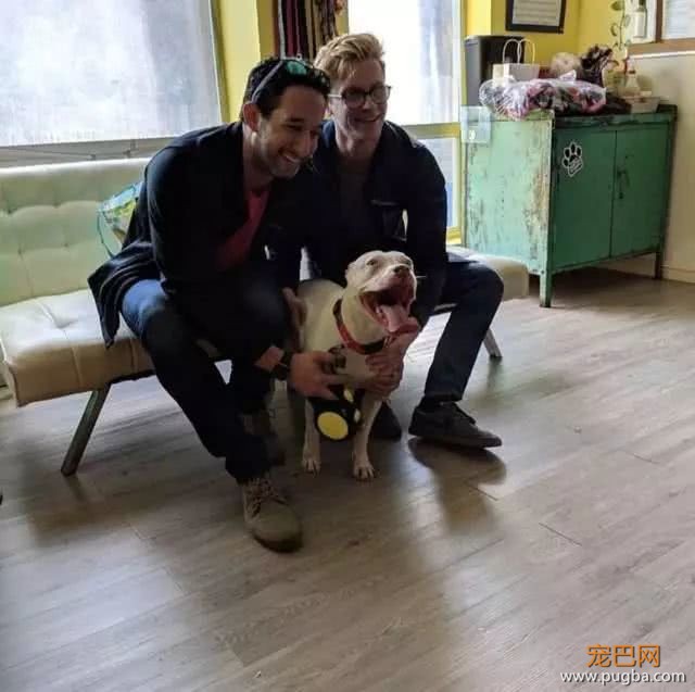 宠主领养比特犬，每天晚上都被它盯着，得知原因很是心痛！-4.jpeg