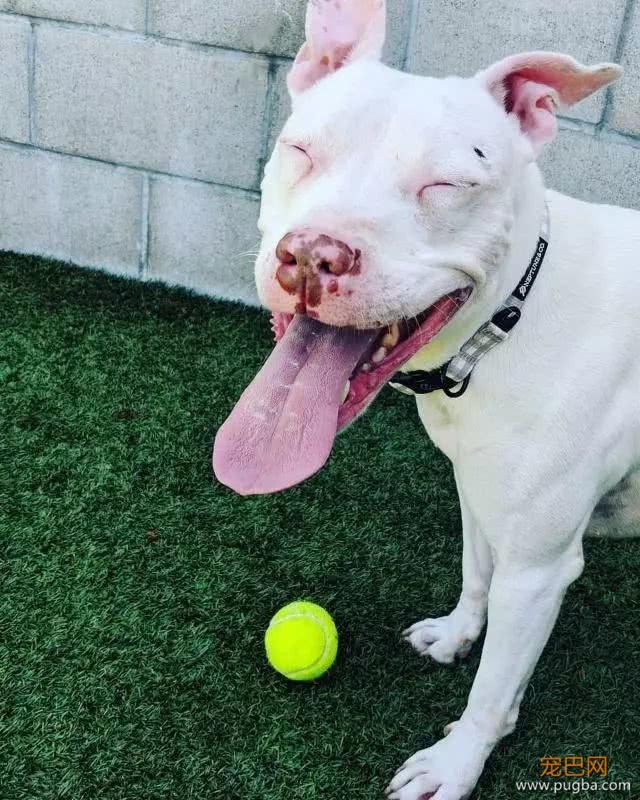 宠主领养比特犬，每天晚上都被它盯着，得知原因很是心痛！-6.jpeg