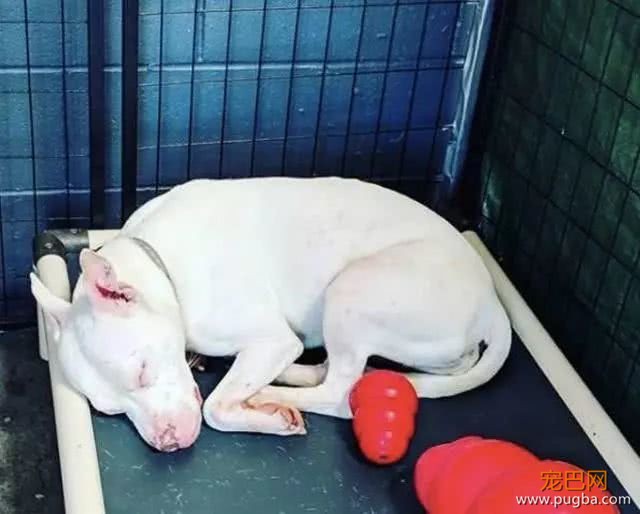 宠主领养比特犬，每天晚上都被它盯着，得知原因很是心痛！-2.jpeg