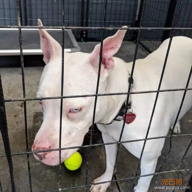 宠主领养比特犬，每天晚上都被它盯着，得知原因很是心痛！-3.jpeg