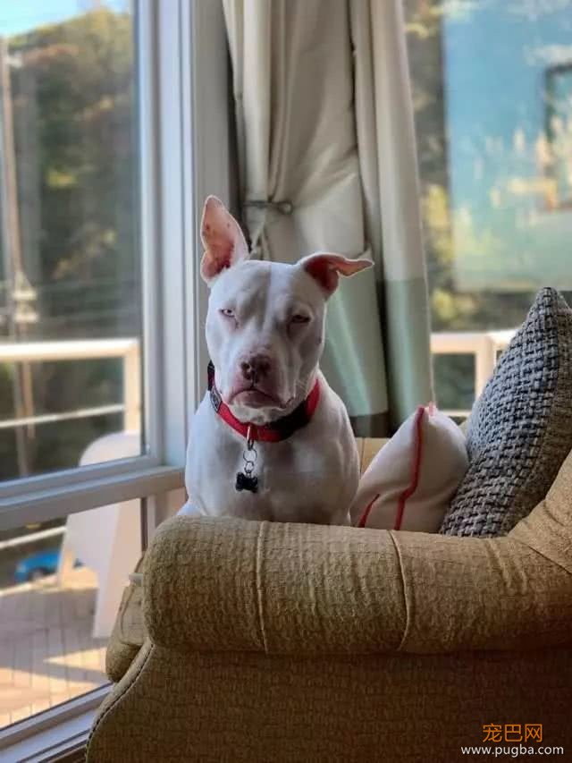 宠主领养比特犬，每天晚上都被它盯着，得知原因很是心痛！-5.jpeg