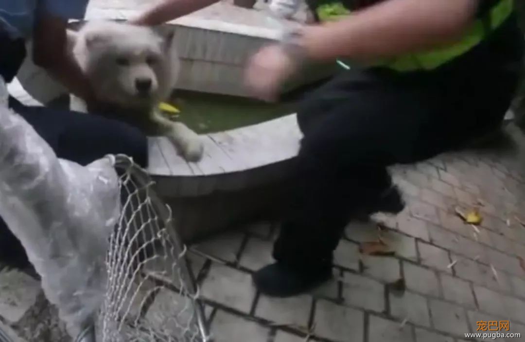 听说养萨摩的主人都哭了...被这货蠢哭的！-2.jpeg