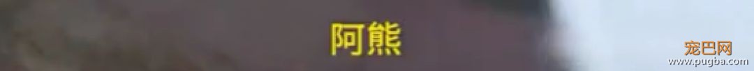 听说养萨摩的主人都哭了...被这货蠢哭的！-8.jpeg