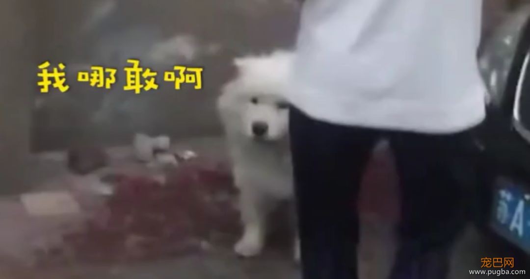 听说养萨摩的主人都哭了...被这货蠢哭的！-6.jpeg