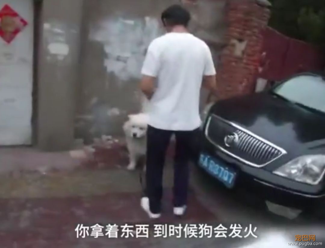 听说养萨摩的主人都哭了...被这货蠢哭的！-5.jpeg