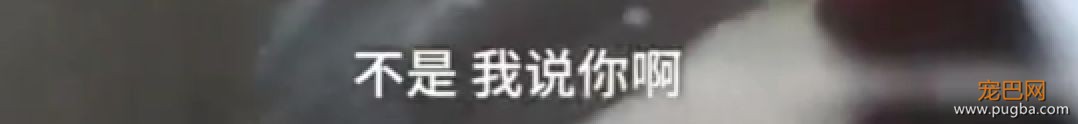 听说养萨摩的主人都哭了...被这货蠢哭的！-9.jpeg