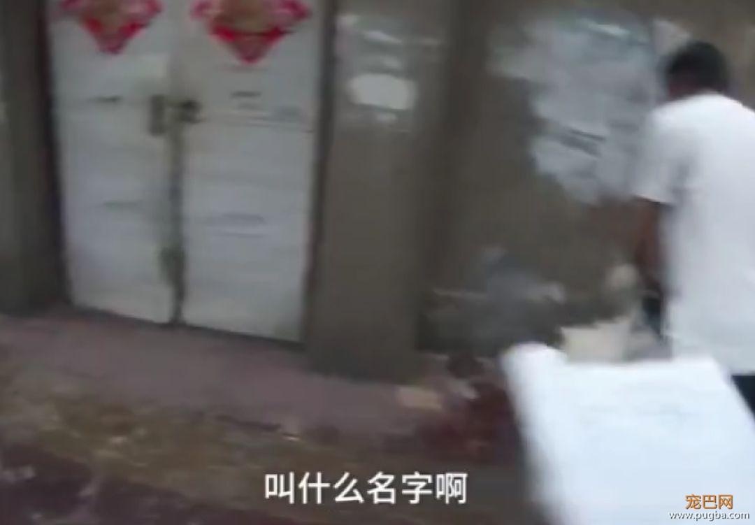 听说养萨摩的主人都哭了...被这货蠢哭的！-7.jpeg