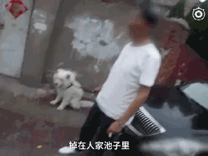听说养萨摩的主人都哭了...被这货蠢哭的！-11.gif