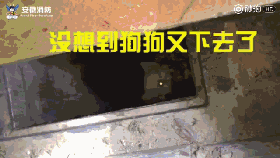 听说养萨摩的主人都哭了...被这货蠢哭的！-13.gif