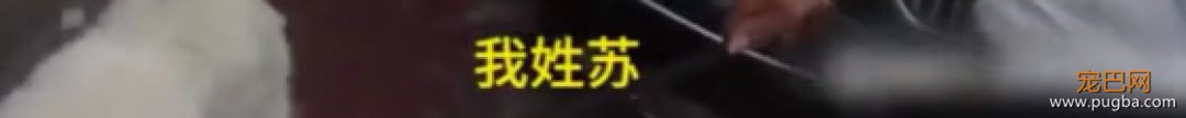 听说养萨摩的主人都哭了...被这货蠢哭的！-10.jpeg
