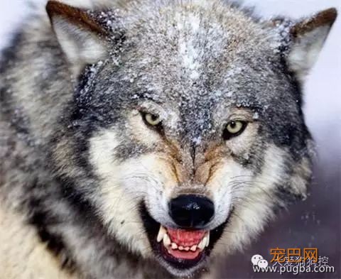 哈士奇和狼，还真有人傻傻分不清楚吗？-11.jpeg