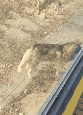 哈士奇和狼，还真有人傻傻分不清楚吗？-6.gif