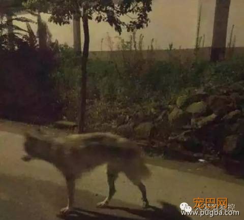 哈士奇和狼，还真有人傻傻分不清楚吗？-13.jpeg