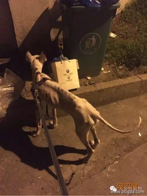 哈士奇和狼，还真有人傻傻分不清楚吗？-18.jpeg