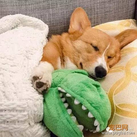 每只狗子都有自己的爱好，而这只狗子最大的爱好就是睡觉！-4.jpeg