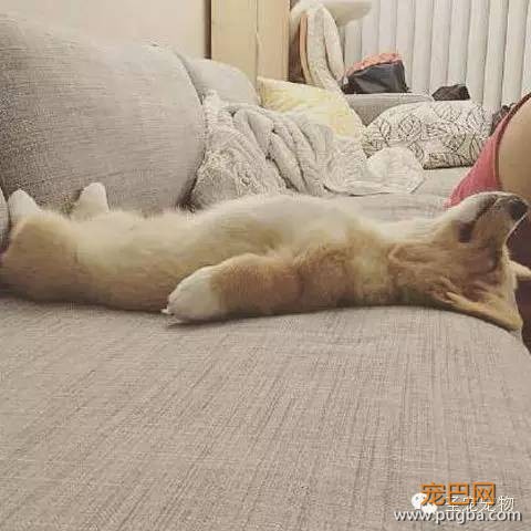 每只狗子都有自己的爱好，而这只狗子最大的爱好就是睡觉！-1.jpeg