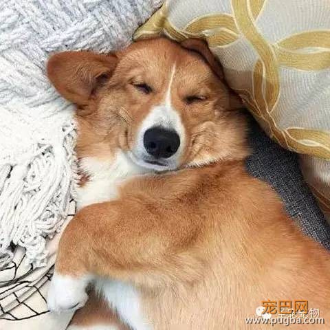 每只狗子都有自己的爱好，而这只狗子最大的爱好就是睡觉！-2.jpeg
