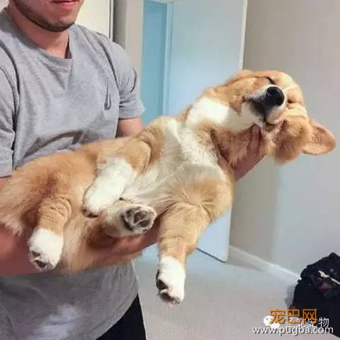 每只狗子都有自己的爱好，而这只狗子最大的爱好就是睡觉！-5.jpeg