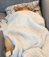 每只狗子都有自己的爱好，而这只狗子最大的爱好就是睡觉！-7.gif