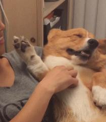 每只狗子都有自己的爱好，而这只狗子最大的爱好就是睡觉！-9.gif