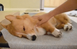 每只狗子都有自己的爱好，而这只狗子最大的爱好就是睡觉！-8.gif