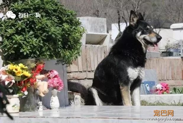 狗狗对主人的感情，可以持续多久-4.jpeg