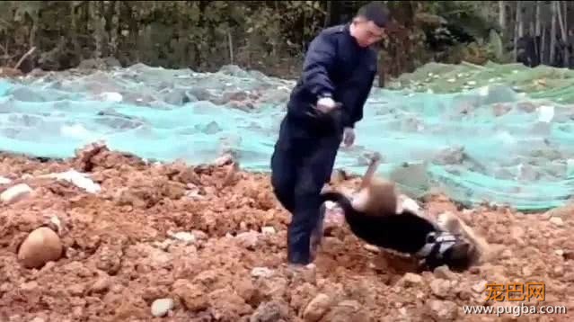 前一秒蓄势待发的德牧，下一秒却摔个狗吃屎，德牧：不许笑！-3.jpeg