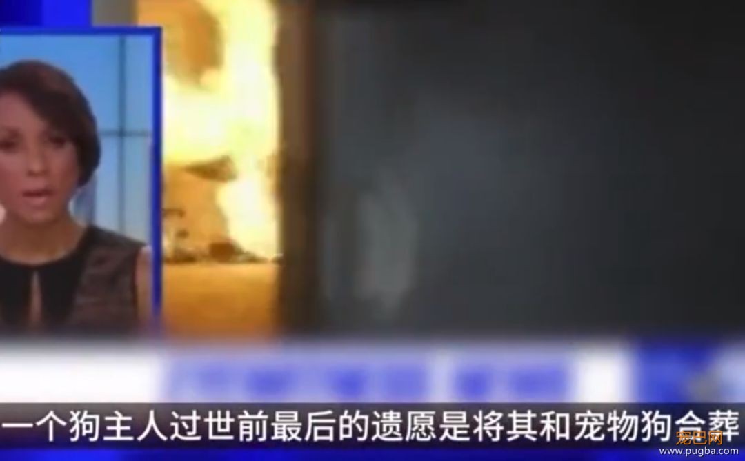 爱你就要带你走？女主人立下遗嘱，死后让狗狗陪葬...-1.jpeg