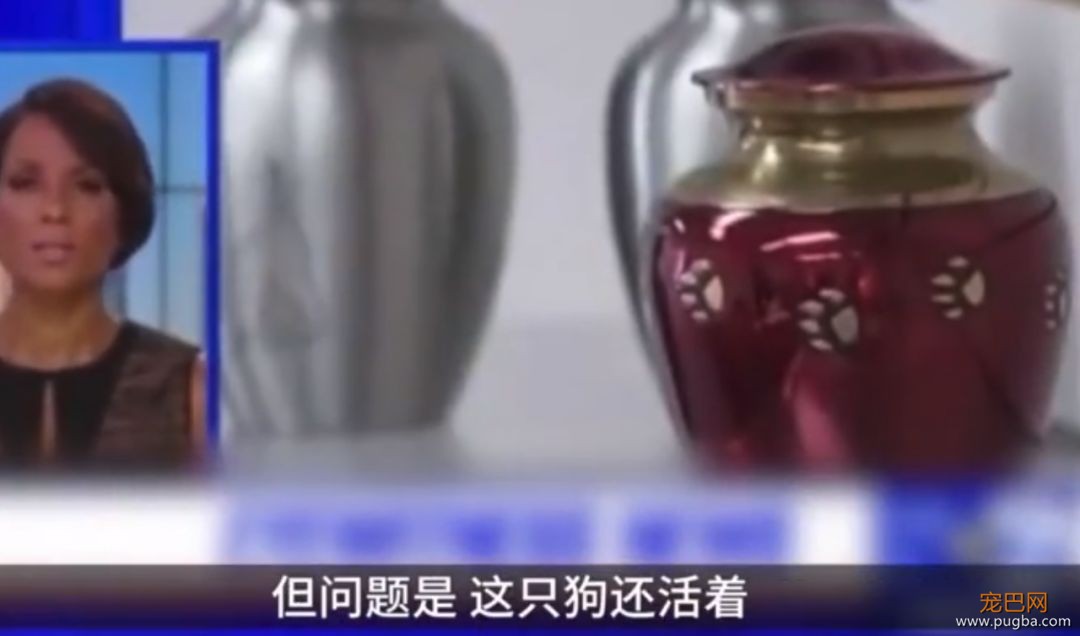爱你就要带你走？女主人立下遗嘱，死后让狗狗陪葬...-2.jpeg