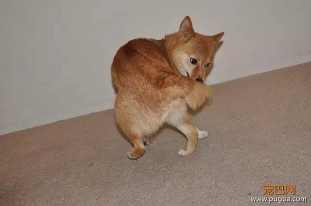正确解读狗狗的8种奇怪行为-3.jpeg