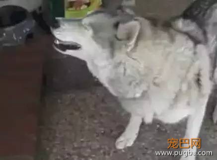正确解读狗狗的8种奇怪行为-8.jpeg