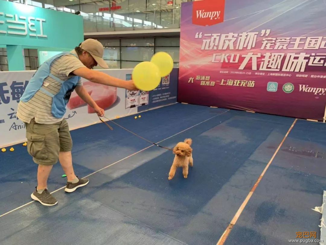 狗狗化身跳水冠军，纵身一跃惊呆了众人……-3.jpeg