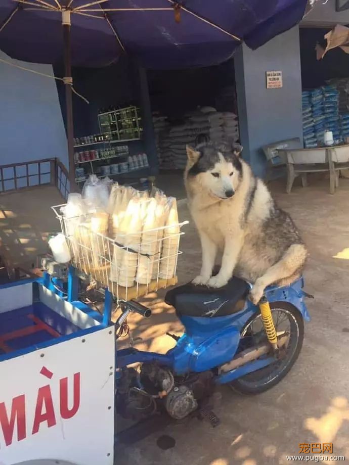 二哈随主人一起捡破烂，看到它这身材后，网友心疼起了主人...-7.jpeg