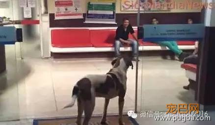 主人病逝，忠犬医院门口等候8天8夜！-1.jpeg