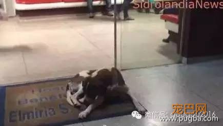 主人病逝，忠犬医院门口等候8天8夜！-2.jpeg
